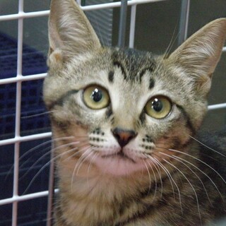 とってもおてんばで甘え上手なキジトラさくら