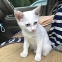 白い子猫