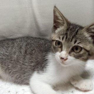 ちょっと食いしん坊姫　ハートマークのぶち模様