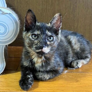 さび猫フェチにはたまらない珍しいﾁｬﾄﾗ柄