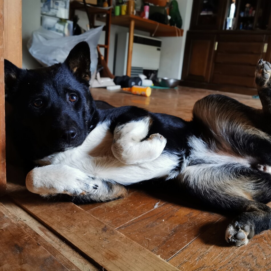 ロージーのカバー写真