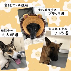 「倉敷のイケワンたち→全頭卒業！」サムネイル1