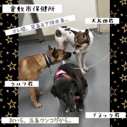 「倉敷のイケワンたち→全頭卒業！」サムネイル2