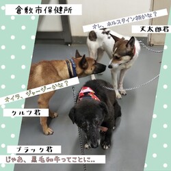 「倉敷のイケワンたち→全頭卒業！」サムネイル3