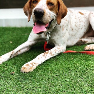 筋肉ムキムキはなまる満点『里親決定』