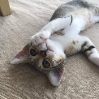 可愛いキジ猫ルカちゃん