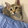 可愛いキジ猫ルカちゃん サムネイル3