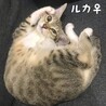 可愛いキジ猫ルカちゃん サムネイル6