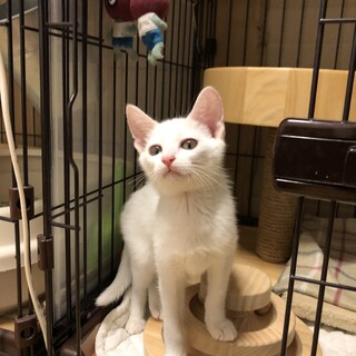 兄妹みたいに仲良し子猫