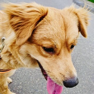 9/28生まれ10ヶ月の男の子(去勢済み)