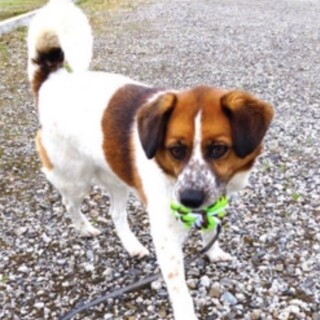 8/3更新　10歳以上・お散歩大好きボブくん♂