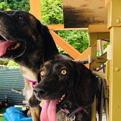 SCENTHOUNDRESCUE 譲渡会‼️    ハウンド好きさん集まれ〜‼︎ サムネイル2