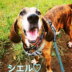 SCENTHOUNDRESCUE 譲渡会‼️    ハウンド好きさん集まれ〜‼︎ サムネイル3