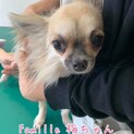 チワワ(クリーム) 梅ちゃん 里親様募集☆