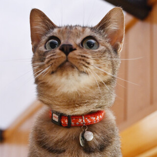 人なつっこいムギワラちゃん