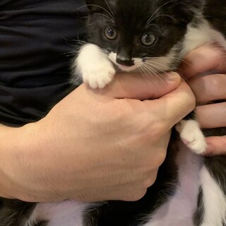 仔猫ぷりんちゃん募集一時停止