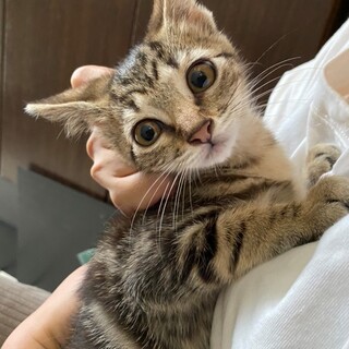 お陰様で良い里親さんが見つかりました