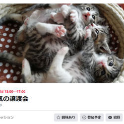 本気の譲渡会 サムネイル1