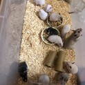 ハムスター