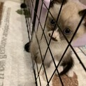 仔猫ポーズ君募集一時停止