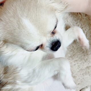 家族になってください