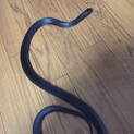 メキブラの里親を探しています。