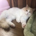 ノルウェージャンのぬきあし君