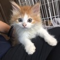 ノルウェージャンのモモンガ