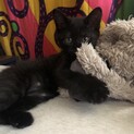 お転婆だけど甘えん坊の黒猫そらちゃん