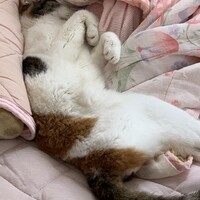 スズ