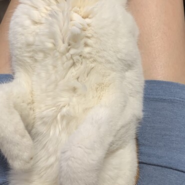抱っこされて幸せそうにすやすや寝てる。