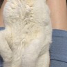 抱っこされて幸せそうにすやすや寝てる。