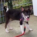 生後3～4か月仔犬 女の子