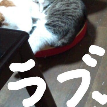 の写真