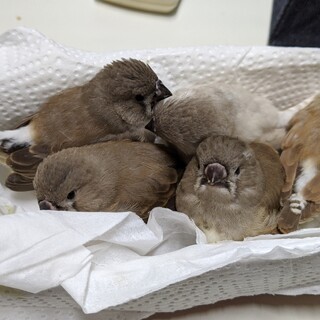 キンカチョウの里親募集です