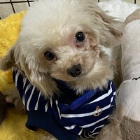 ライナス