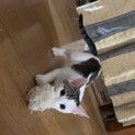 お転婆娘で甘えん坊かわいいサバシロちゃん