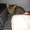 小柄なキジトラちゃん サムネイル2