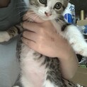 【急募】雑種 トラ 推定2ヶ月半の子猫♂