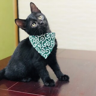 くりくりお目目の黒猫くん!!