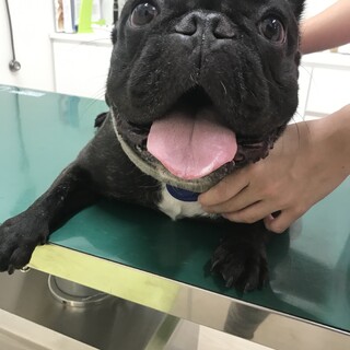 フレンチ ヌーボーくん