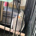 オカメインコ里親さん募集