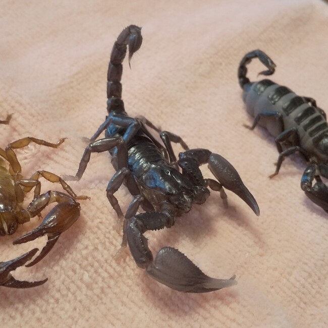 ぶっちゃーママのカバー写真