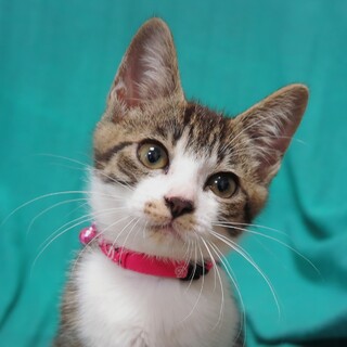 賢く心優しいお姫様☆江与ちゃん