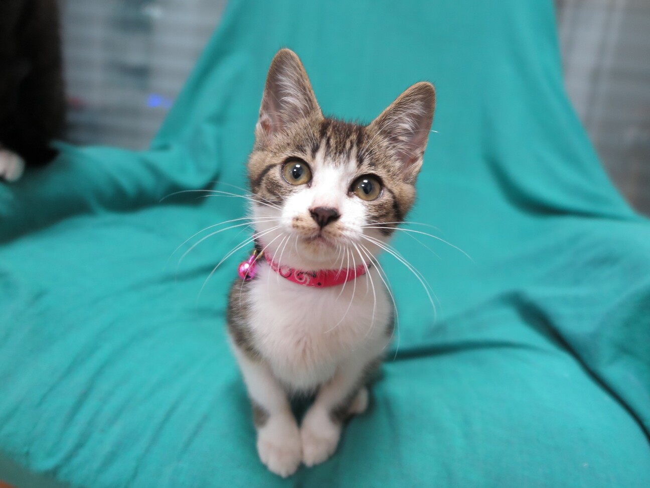 賢く心優しいお姫様 江与ちゃん 神奈川県 猫の里親募集 ペットのおうち 月間利用者150万人