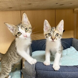 仲良し姉妹のキキとララ1ヶ月半