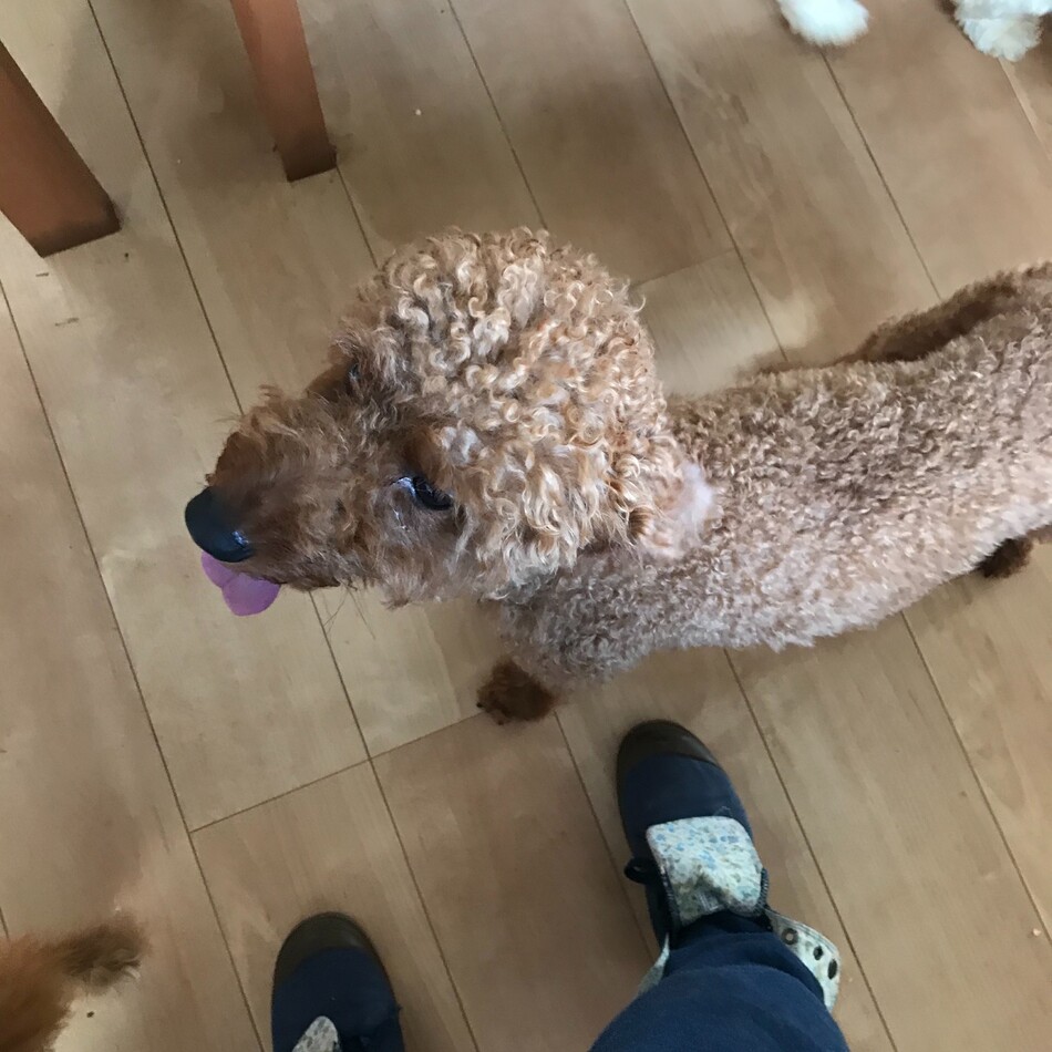 プーのカバー写真