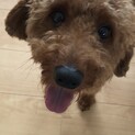プードル　男の子