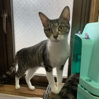 キジ白　小ぶりな女の子　1歳　避妊手術済