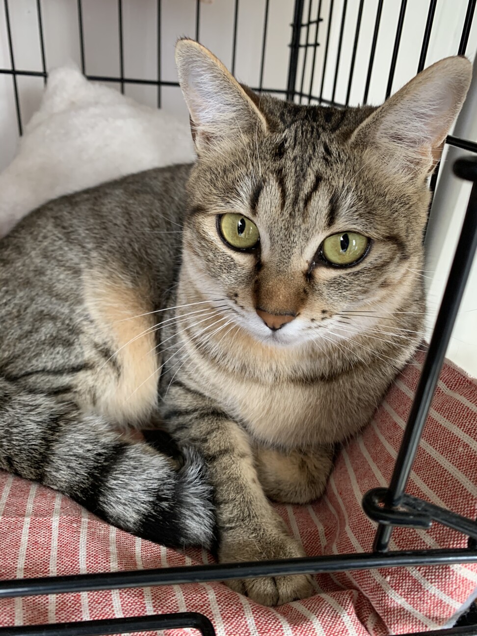 トラ猫ゴロー koroA3-640x360.jpg